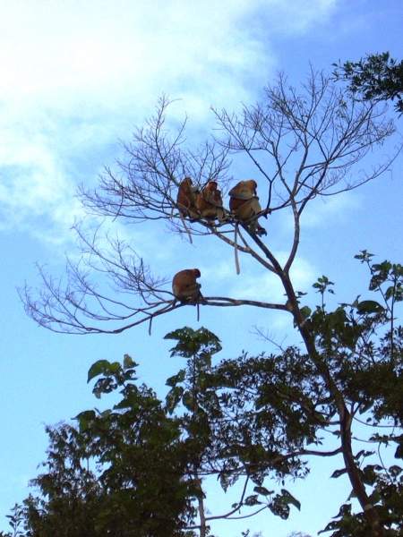 Wild proboscis monkeys